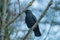 A Jackdaw perched on a branch.