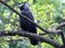 Jackdaw perched on a branch in spring in profile