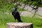 Jackdaw Perched on Old Tree Stump with Food