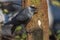 Jackdaw perched on tree trunk eating suet