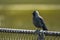 Jackdaw perching on the fence and looking ahead