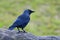 Jackdaw perching on a rock