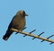 Jackdaw perching on TV aerial