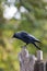 Jackdaw poised to takeoff