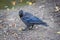 Jackdaw with ragged tail stepping on a piece of bread