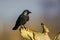 Jackdaw sits on a branch in the early morning in London