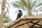 Jackdaw sits on the edge of a beach wicker umbrella against the