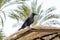 Jackdaw sits on the edge of a beach wicker umbrella against the
