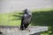 A jackdaw sits on the metal garbage container trash and hold something in the paws. The bird jackdaw sit on the dumpster