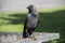 A jackdaw sits on the metal garbage container trash and hold something in the paws. The bird jackdaw sit on the dumpster