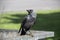 A jackdaw sits on the metal garbage container trash and hold something in the paws. The bird jackdaw sit on the dumpster
