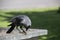 A jackdaw sits on the metal garbage container trash and hold something in the paws. The bird jackdaw sit on the dumpster