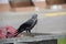 A jackdaw sits on the metal garbage container trash and hold something in the paws. The bird jackdaw sit on the dumpster