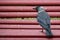 Jackdaw Sits On a red Bench