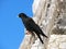 Jackdaw sitting on a barrier