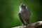 Jackdaw sitting on a branch over green background. Western jackdaw Corvus monedula