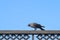 Jackdaw sitting on the fence and ducked his head.