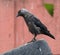 Jackdaw sitting on a rubber tire