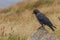 Jackdaw standing on a rock