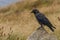 Jackdaw standing on a rock