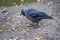 Jackdaw stepping on a piece of bread