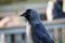 Jackdaw stood on a picnic table