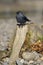 Jackdaw on tree stump