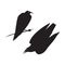 Jackdaw. Two black decorative silhouettes on white background. Vector isolated.
