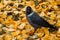 Jackdaw walking on autumn yellow fallen leaves.