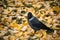 Jackdaw walking on yellow fallen leaves