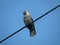 A jackdaw on a wire