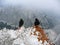 Jackdaws at Alpspitze mountain, via ferrata, in Garmisch-Partenkirchen, Bavaria, Germany