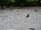 Jackdaws birds on a sandy beach in the Maldives