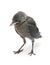 Jackdaws nestling on a white background close-up