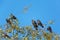 Jackdaws sitting in a birch tree