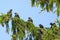 Jackdaws on a spruce branch