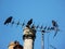 Jackdaws on television aeriel with chimney