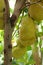 Jackfruit