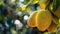 jackfruit apple close up on tree. selective focus