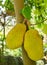 Jackfruit Artocarpus heterophyllus