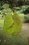 Jackfruit / Artocarpus heterophyllus