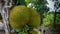 The jackfruit Artocarpus heterophyllus, also known as jack tree, is a species of tree in the fig,