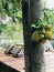 Jackfruit or Artocarpus heterophyllus or Jack tree produce the fruit.