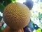 Jackfruit from the bottom view with thorny