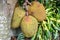 Jackfruit on branch tree. Breadfruit family