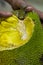 A jackfruit Bulbs or Pods is looking delicious. The scientific name of jackfruit is Artocarpus heterophyllus