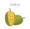 Jackfruit Exotic Juicy Stone Fruit Vector Isolated