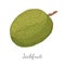 Jackfruit Exotic Juicy Stone Fruit Vector Isolated