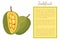 Jackfruit Exotic Juicy Stone Fruit Vector Poster