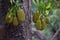 Jackfruit found in Kerala india